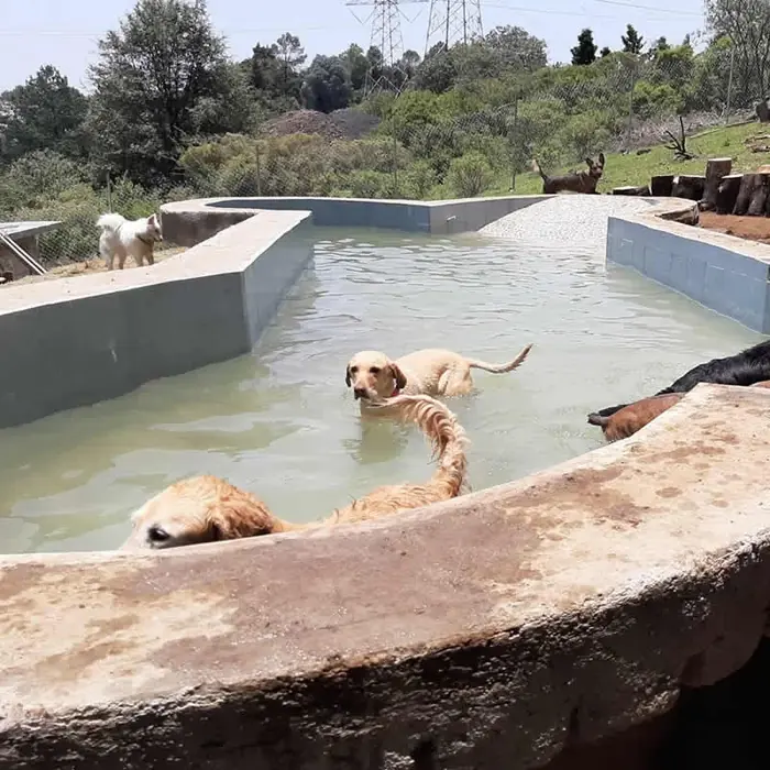 Perros nadando en la alberca de la guardería Guaguacán