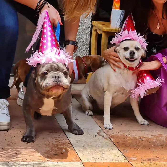 Perros celebrando una fiesta de cumpleaños con sombreros de fiesta