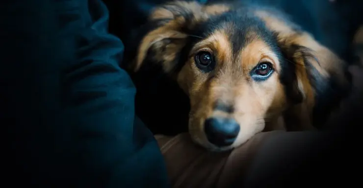Perro huésped de Guaguacán
